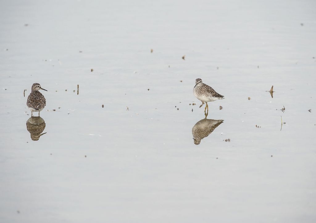 Piro piro boschereccio (Tringa glareola)